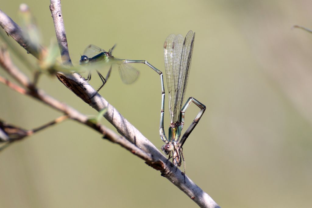 Lestes virens vestalis?  No, Chalcolestes viridis